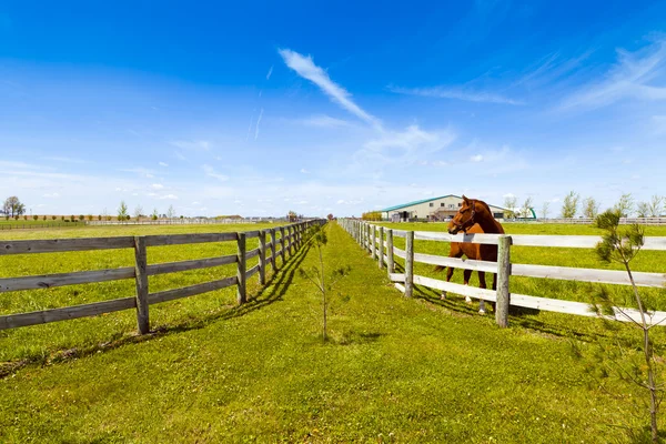 Horse on american country — Stock Photo, Image