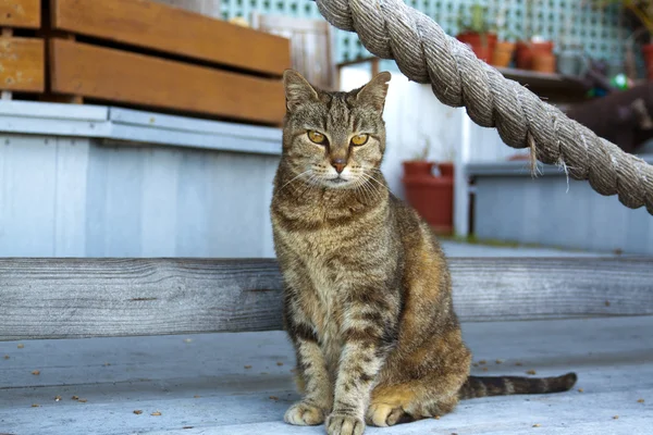 Cat in Key West — Stock Photo, Image