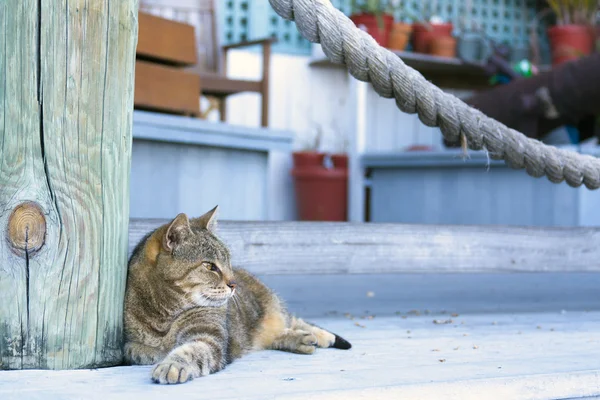 Gato en Key West — Foto de Stock