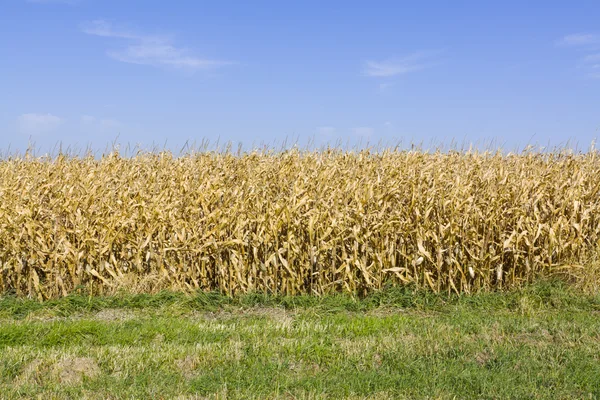 Geel veld op zomerdag in Amerikaanse land — Stockfoto