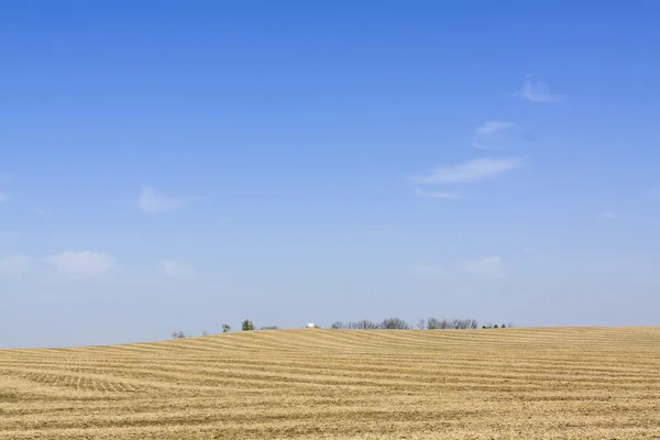 Желтое поле в летний день в американской стране — стоковое фото
