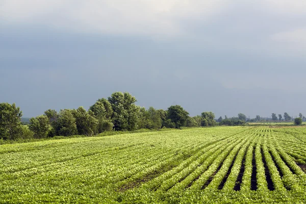 Amerikansk stat – stockfoto