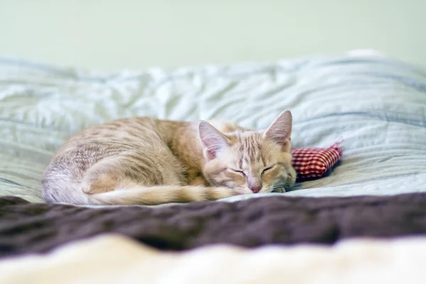 Спящая Китти с подушкой — стоковое фото