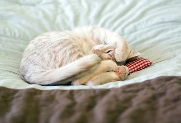 Κοιμάται γατούλα με μαξιλάρι — Φωτογραφία Αρχείου