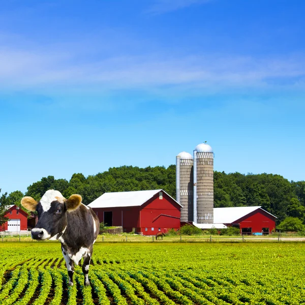 Mad mucche latte fattoria — Foto Stock