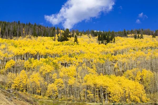 Осенний пейзаж в Колорадо, США — стоковое фото