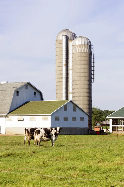 Milk Farm — Stock Photo, Image