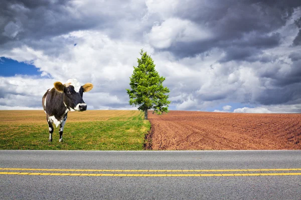 American Country Road con mucca — Foto Stock