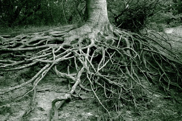 Roots all over — Stock Photo, Image