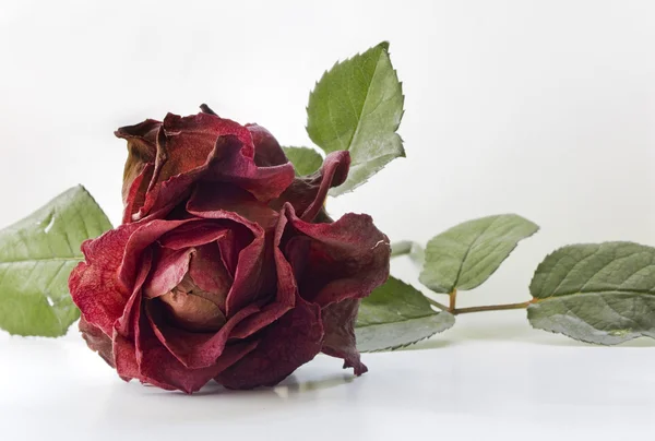 stock image Dry red rose