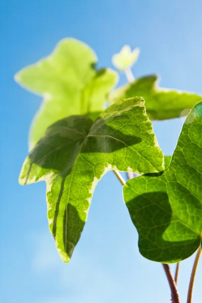 Yeşil organik bitki yaprakları — Stok fotoğraf