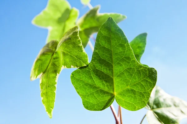 Green organic plant leaves — Stock Photo, Image