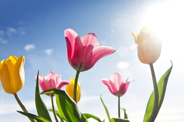 stock image Beautiful pink and yellow tulip flower