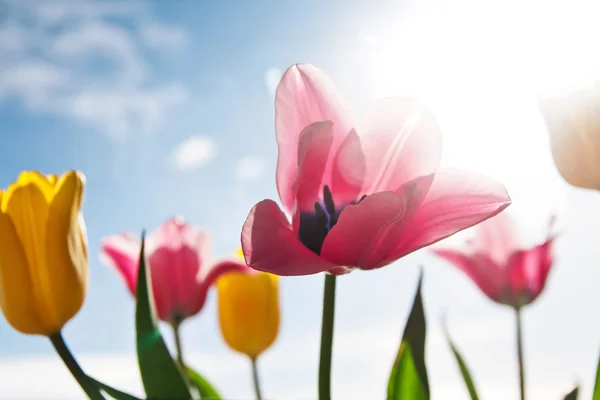 stock image Beautiful pink and yellow tulip flower