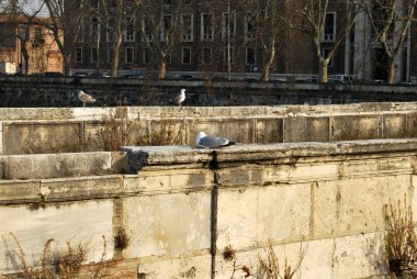 Roma - tiber Adası - İtalya 027