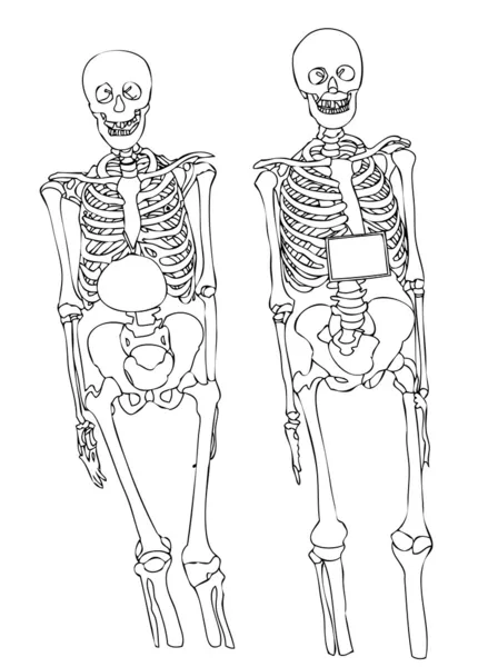 Два скелети на білому тлі — стокове фото