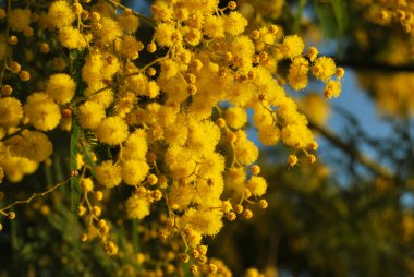 Mimosa flower 033