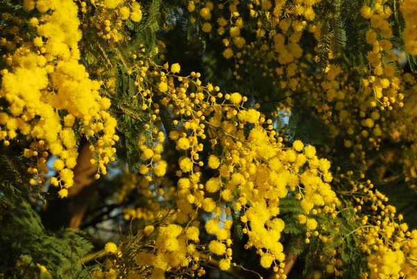 Mimosa flor 037 — Foto de Stock