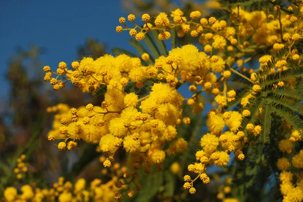 Kwiat mimozy 038 — Zdjęcie stockowe