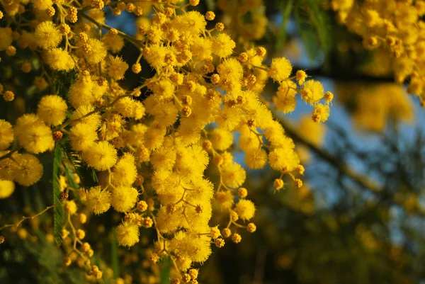 En växt av Mimosa symbol för 8 mars, internationella kvinnodagen — Stockfoto
