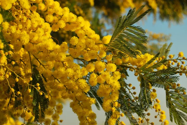 Mimosa flower 029 — Stock Photo, Image