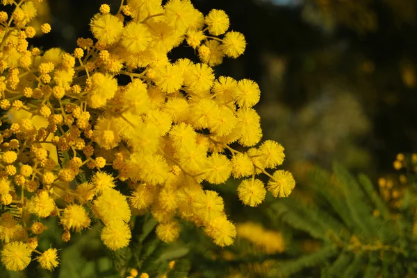 Mimosa flower 024 — Stock Photo, Image