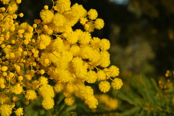 Mimosa flower 023 — Stock Photo, Image