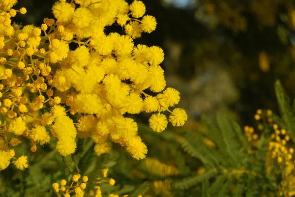 Kwiat mimozy 021 — Zdjęcie stockowe