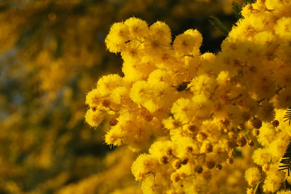 Kwiat mimozy 019 — Zdjęcie stockowe