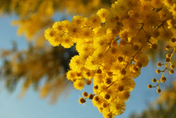 Kwiat mimozy 016 — Zdjęcie stockowe