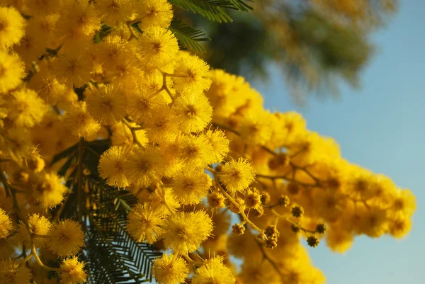 Flor de Mimosa 012 — Fotografia de Stock