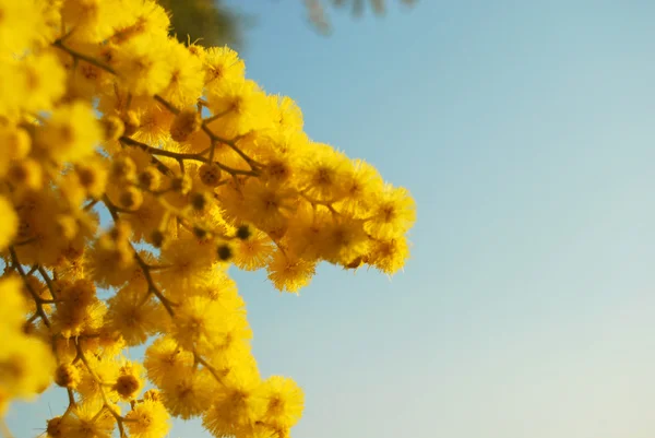 Mimosa bloem 010 — Stockfoto