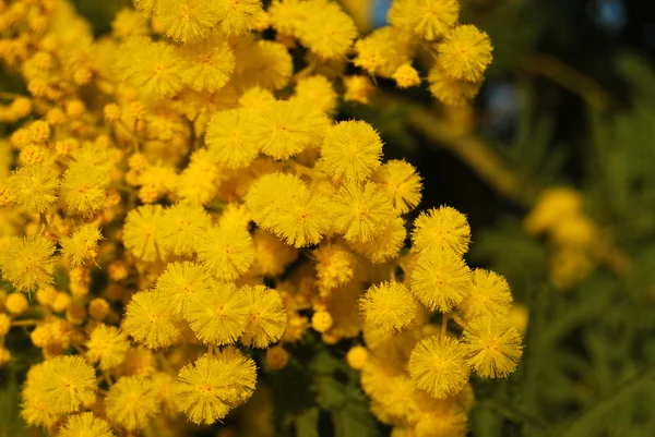 Kwiat mimozy 009 — Zdjęcie stockowe