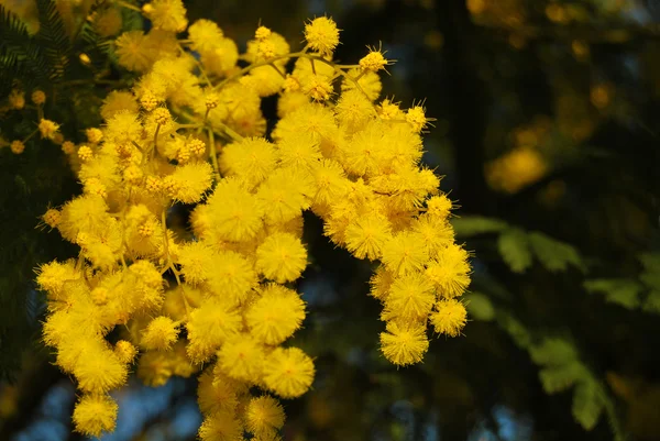 Kwiat mimozy 002 — Zdjęcie stockowe