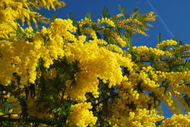 Mimosa flower clipart