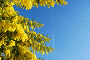 A plant of Mimosa symbol of March 8, International Women's Day clipart