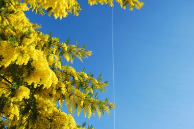 8 Mart Dünya Kadınlar Günü Mimoza sembolü bir bitki