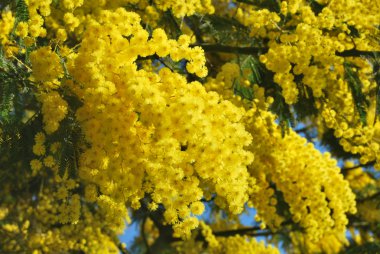 A plant of Mimosa symbol of March 8, International Women's Day clipart