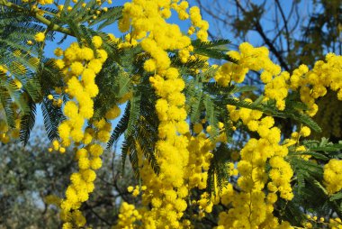 Mimosa flower clipart