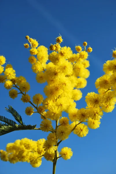 Fleur de mimosa 647 — Photo