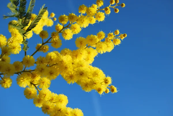 Kwiat mimozy 646 — Zdjęcie stockowe
