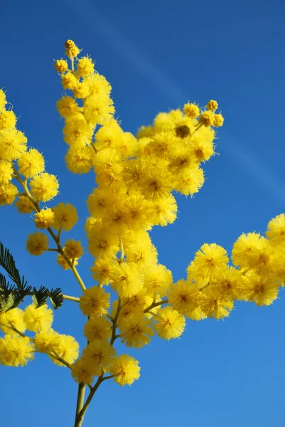 Fleur de mimosa 642 — Photo