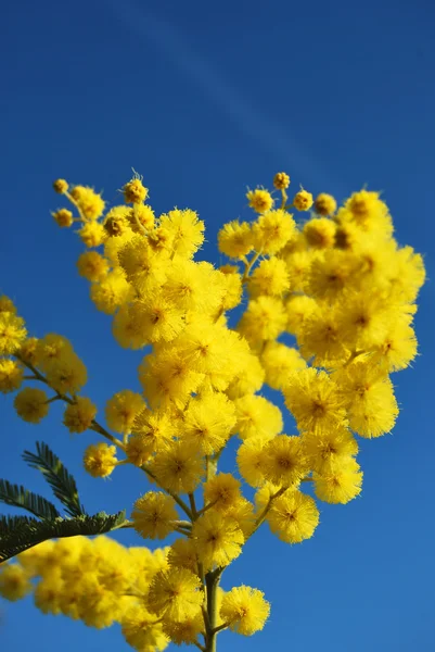 Mimoza çiçeği 639 — Stok fotoğraf