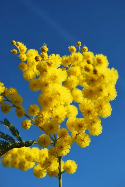 Mimoza çiçeği 637 — Stok fotoğraf