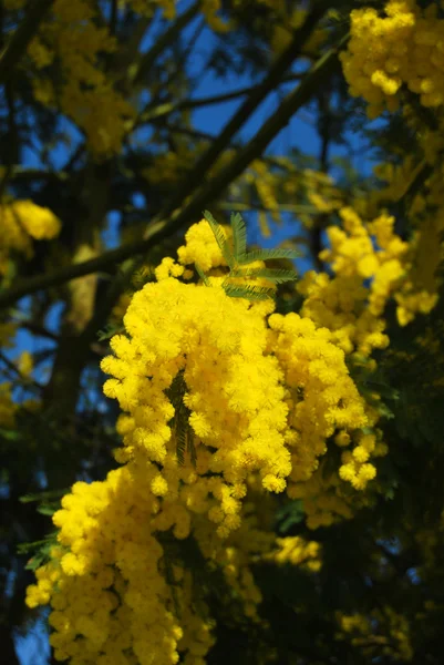 Mimosa blommor 631 — Stockfoto