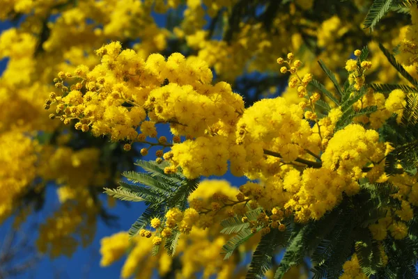 Una planta de Mimosa símbolo del 8 de marzo, Día Internacional de la Mujer — Foto de Stock