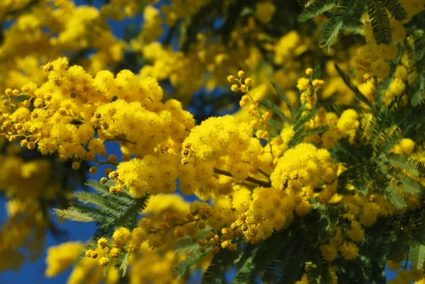 Mimosa fiore 626 — Foto Stock