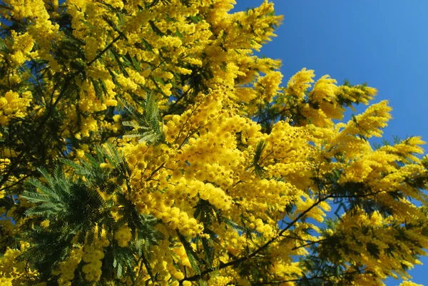 Flor de Mimosa 622 — Fotografia de Stock