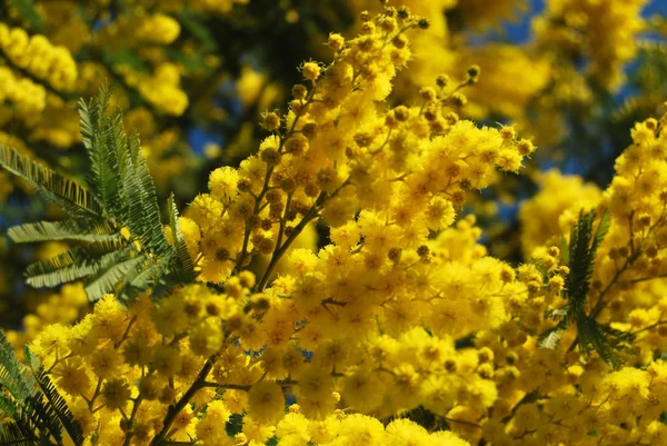 Цветок Мимозы 621 — стоковое фото