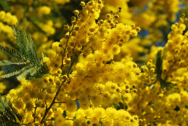 Mimosen-Blüte 620 — Stockfoto